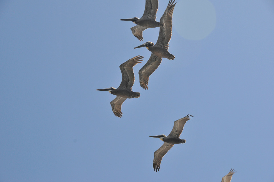 Florida pelicans in flight