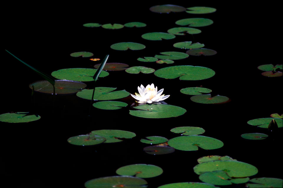 Lotus blossom floating in a pond