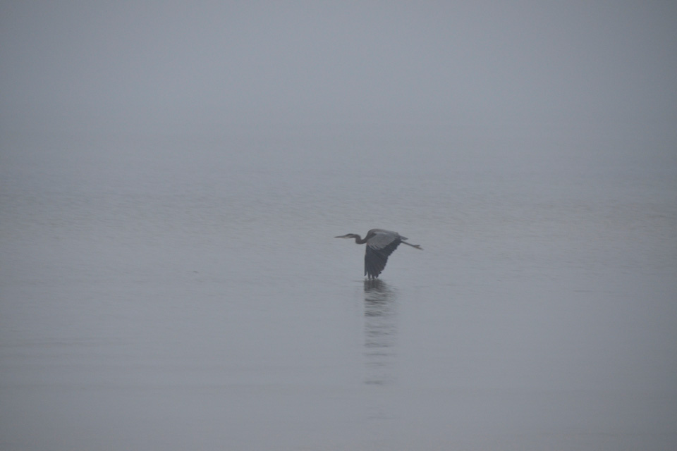 heron in flight over the ocean