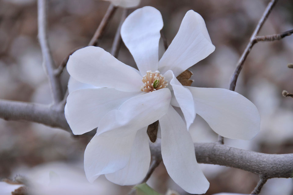 Open magnolia bloom