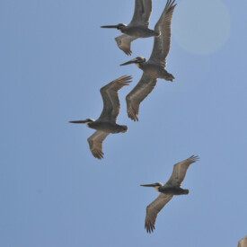 Florida pelicans in flight