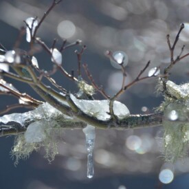 Tree branch with moss and ice