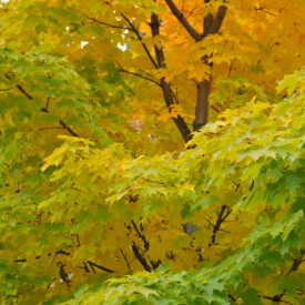 Sugar maple tree with yellow leaves in fall