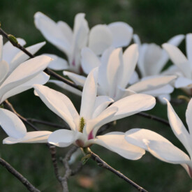 A group of white magnolia blossoms