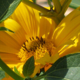 Bright yellow heliopsis bloom