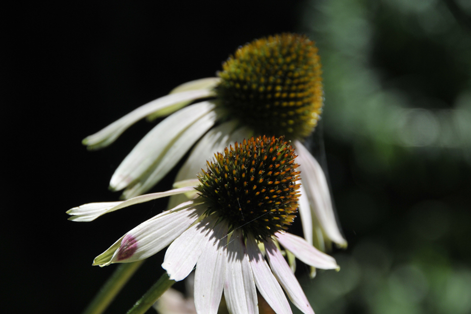 White Coneflower Blooms